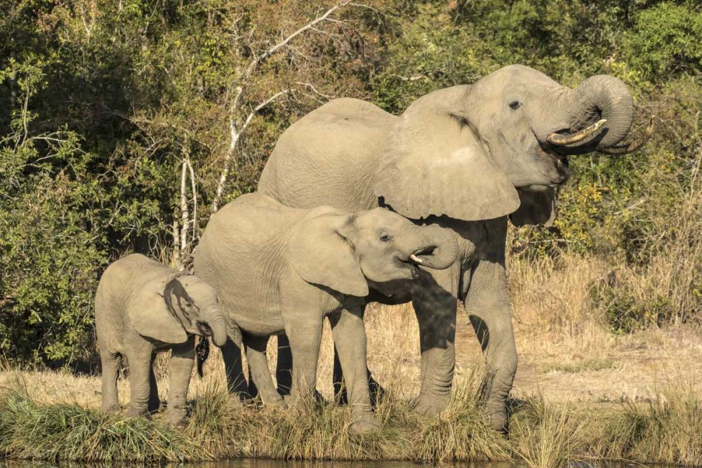 Botswana, Savuti Game Reserve Elephants drinking art print by Jim Zuckerman for $57.95 CAD